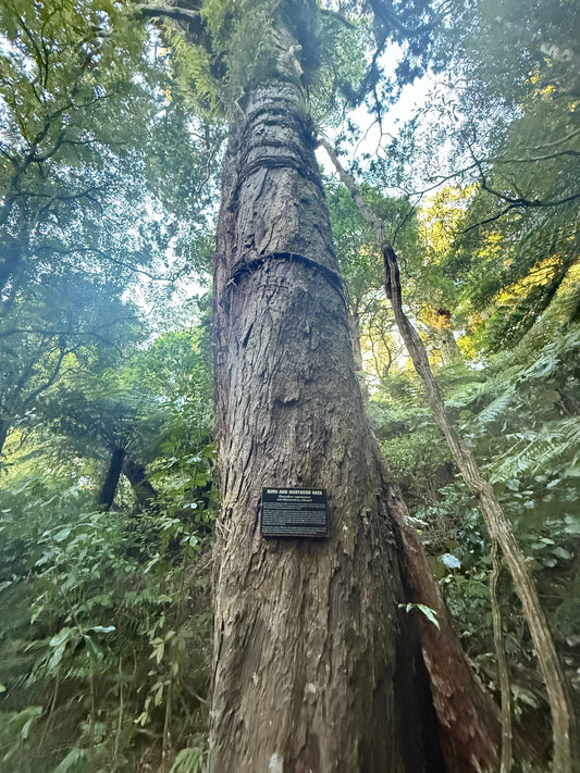 Discovering Wellington's Ancient Heart: The 800-Year-Old Rimu Tree 🌳✨