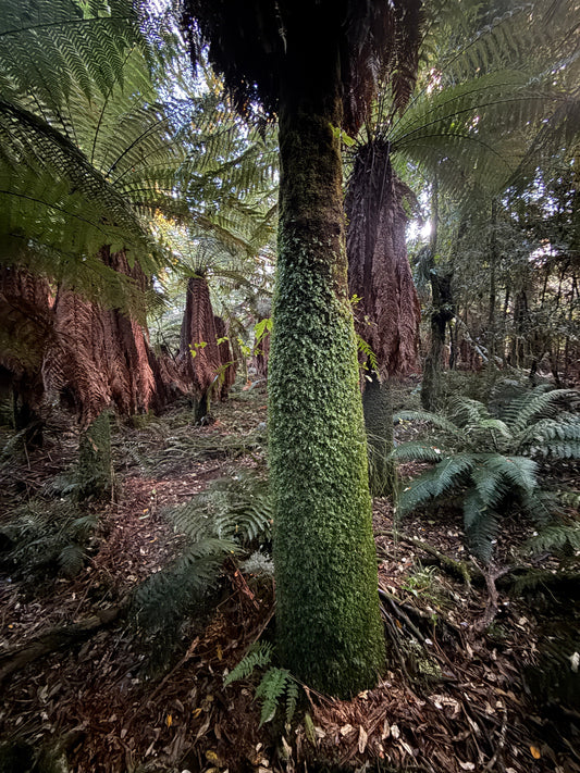 The Unexpected Science Behind Feeling Good: Debunking Earthing Myths and Revealing Real Benefits