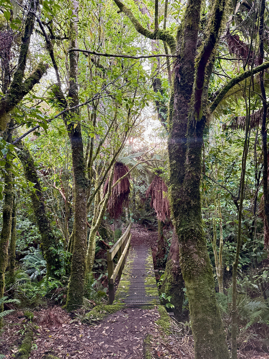 The Barefoot Antidote: Escaping the Digital Matrix